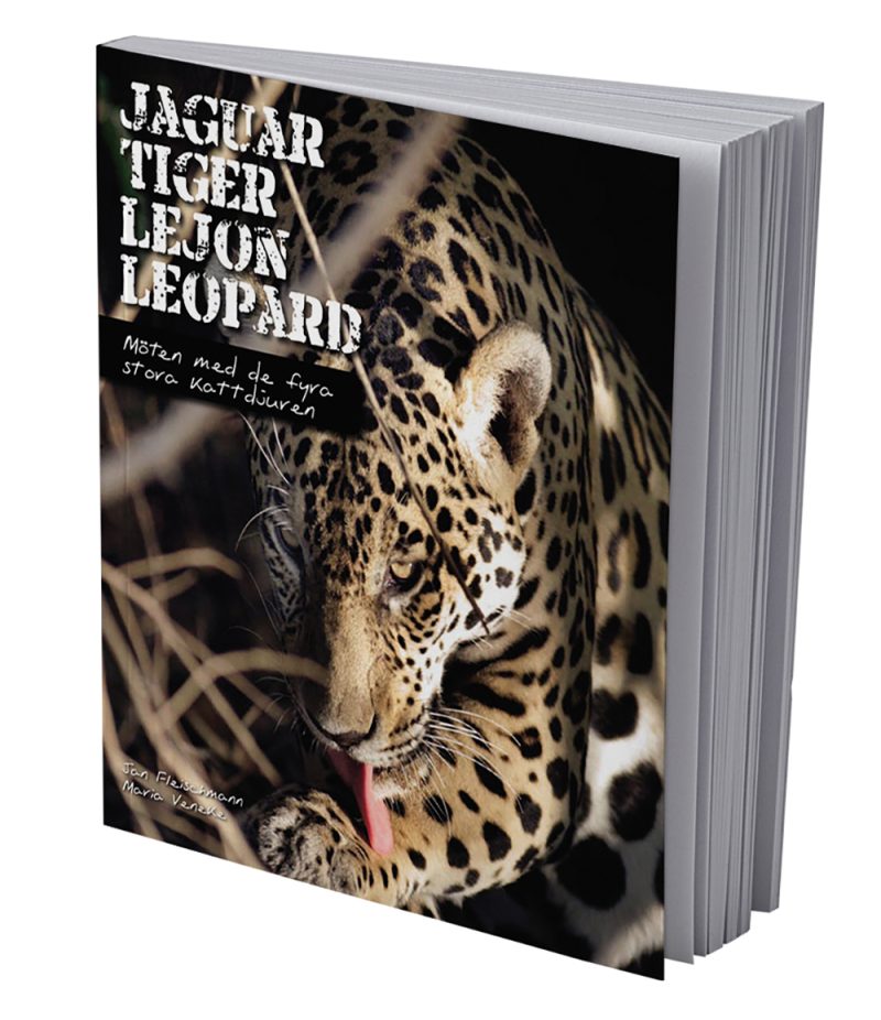 Bok Jaguar